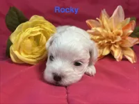 Rocky, a male Maltese for sale in Gainesville, FL – 2 of 2