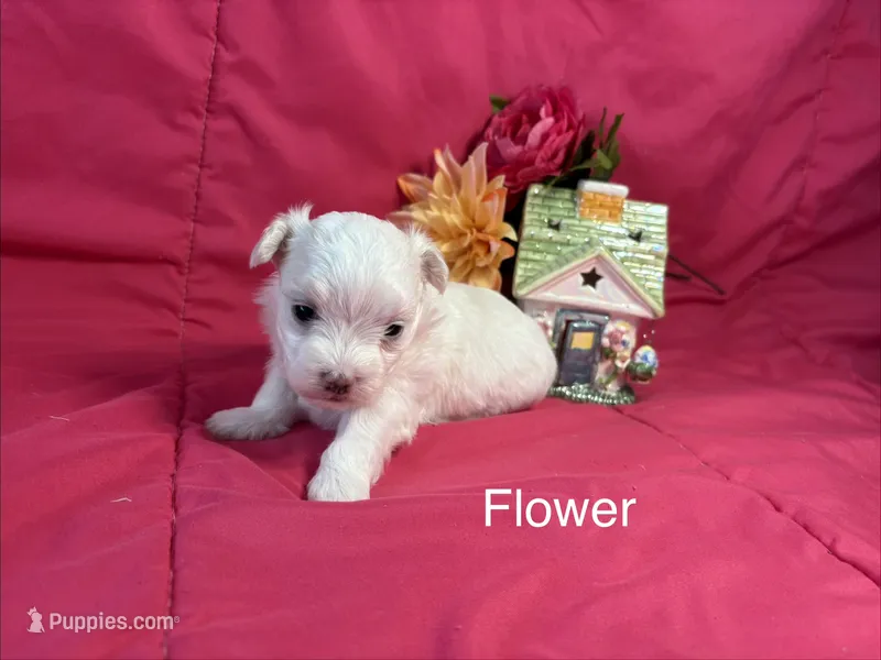 Flower – Maltese puppy for sale in Gainesville, FL