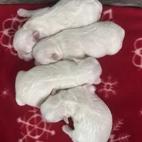 Snowflake, a female Maltese for sale in Gainesville, FL – Photo 1 of 2