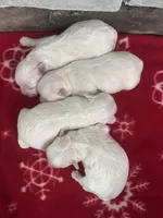 Snowflake, a female Maltese for sale in Gainesville, FL – Photo 1 of 2