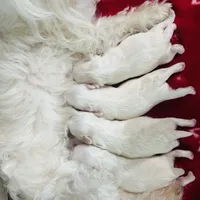 Snowflake, a female Maltese for sale in Gainesville, FL – Photo 2 of 2