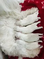 Snowflake, a female Maltese for sale in Gainesville, FL – Photo 2 of 2