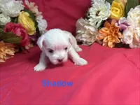Shadow, a male Maltese for sale in Gainesville, FL – 2 of 2