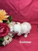 Summer, a female Maltese for sale in Gainesville, FL – 3 of 3