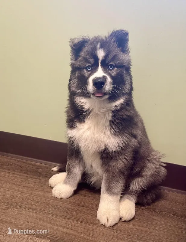 AKC Venus – Siberian Husky puppy for sale in Logan, AL