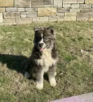 AKC Venus, a female Siberian Husky for sale in Logan, AL – Photo 2 of 8