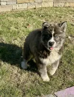AKC Venus, a female Siberian Husky for sale in Logan, AL – Photo 3 of 8