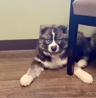 AKC Venus, a female Siberian Husky for sale in Logan, AL – Photo 7 of 8