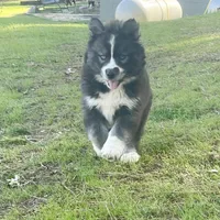 AKC Venus, a female Siberian Husky for sale in Logan, AL – Photo 8 of 8
