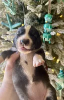 processed/ea6620d8-7d29-4051-9bb7-a53e83122fbe/listing/103660c7-e0b9-4020-9deb-831e64c40790/81fb8297-993e-4cd8-9767-1182cd08d80c