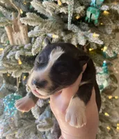 processed/ea6620d8-7d29-4051-9bb7-a53e83122fbe/listing/103660c7-e0b9-4020-9deb-831e64c40790/9bcd0252-b7fe-4436-88bc-21e18c0fd980