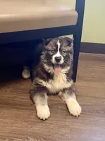 AKC Venus, a female Siberian Husky for sale in Logan, AL – Photo 6 of 8