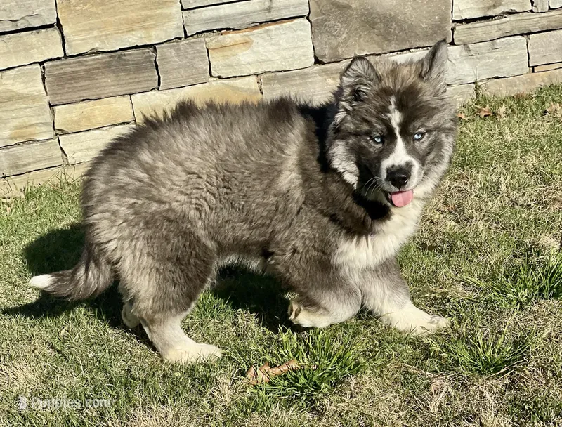 AKC Venus, a female Siberian Husky for sale in Logan, AL – Photo 1 of 8