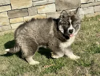 AKC Venus, a female Siberian Husky for sale in Logan, AL – Photo 1 of 8