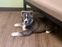 AKC Venus, a female Siberian Husky for sale in Logan, AL – Photo 5 of 8