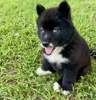 AKC Terra, a female Siberian Husky for sale in Logan, AL – 4 of 4