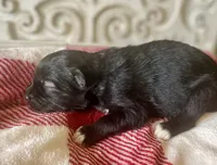 AKC Voda (Hex), a female Siberian Husky for sale in Logan, AL – 2 of 5