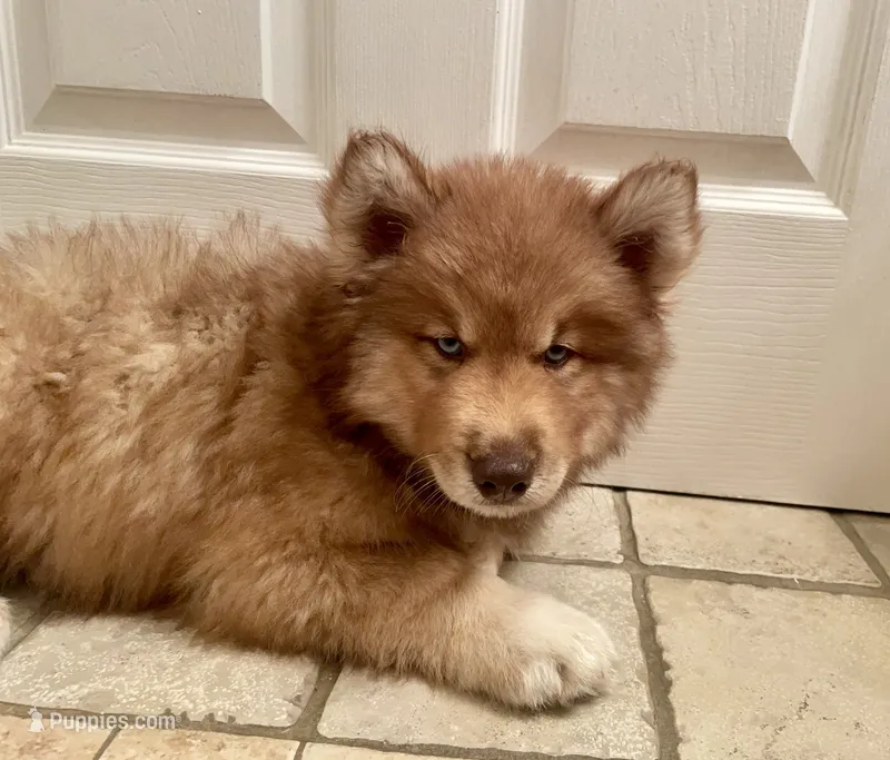 AKC Aeras – Siberian Husky puppy for sale in Logan, AL