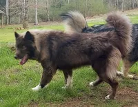AKC WOOLY, a  Siberian Husky for sale in Logan, AL – Photo 10 of 10