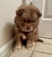 AKC WOOLY, a  Siberian Husky for sale in Logan, AL – Photo 4 of 10