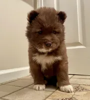 AKC WOOLY, a  Siberian Husky for sale in Logan, AL – Photo 6 of 10