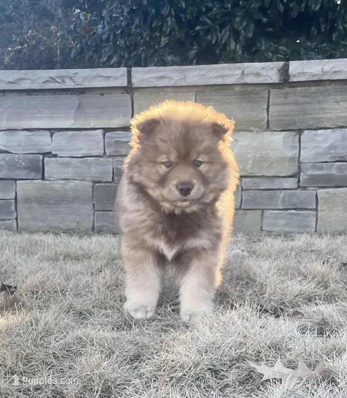 AKC WOOLY, a  Siberian Husky for sale in Logan, AL – Photo 1 of 10