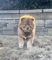 AKC WOOLY, a  Siberian Husky for sale in Logan, AL – Photo 1 of 10