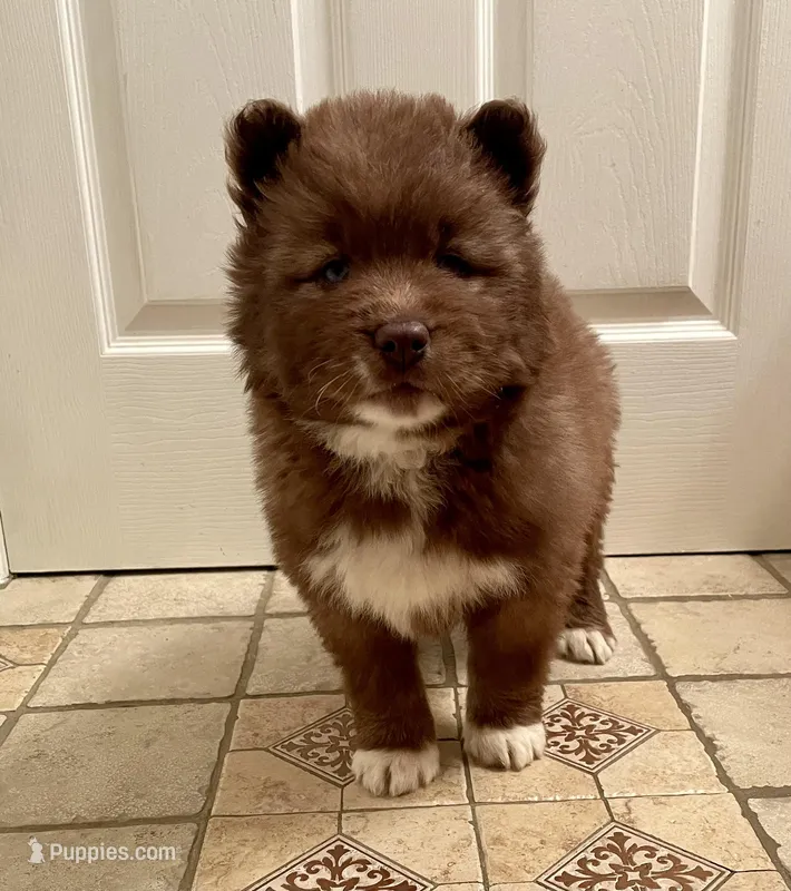 AKC WOOLY – Siberian Husky puppy for sale in Logan, AL