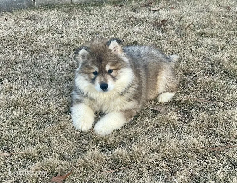 AKC WOOLY – Siberian Husky puppy for sale in Logan, AL