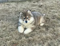 AKC WOOLY, a  Siberian Husky for sale in Logan, AL – Photo 8 of 10