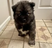 AKC WOOLY, a  Siberian Husky for sale in Logan, AL – Photo 7 of 10