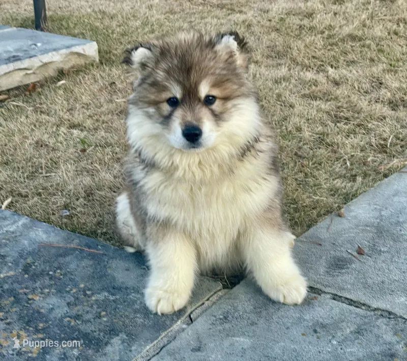 AKC WOOLY – Siberian Husky puppy for sale in Logan, AL