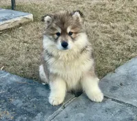 AKC WOOLY, a  Siberian Husky for sale in Logan, AL – Photo 2 of 10