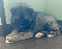 AKC WOOLY, a  Siberian Husky for sale in Logan, AL – Photo 5 of 10