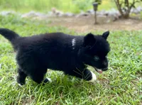 AKC Terra, a female Siberian Husky for sale in Logan, AL – 3 of 4