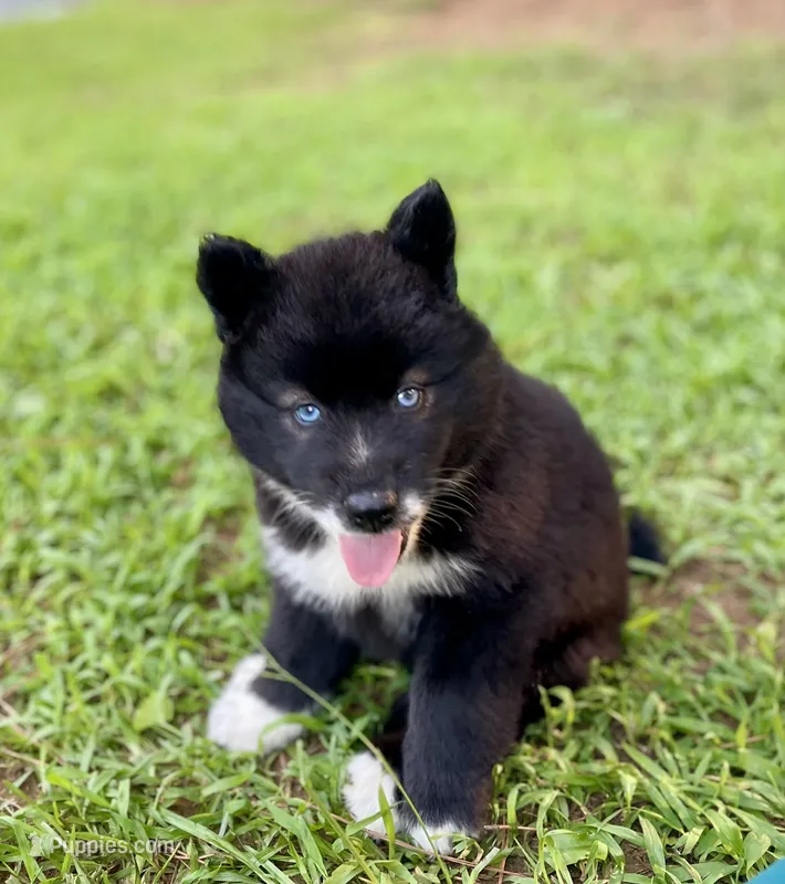AKC Terra – Siberian Husky puppy for sale in Logan, AL