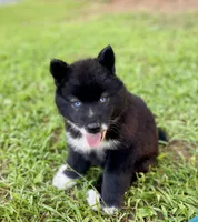 AKC Terra, a female Siberian Husky for sale in Logan, AL – 1 of 4