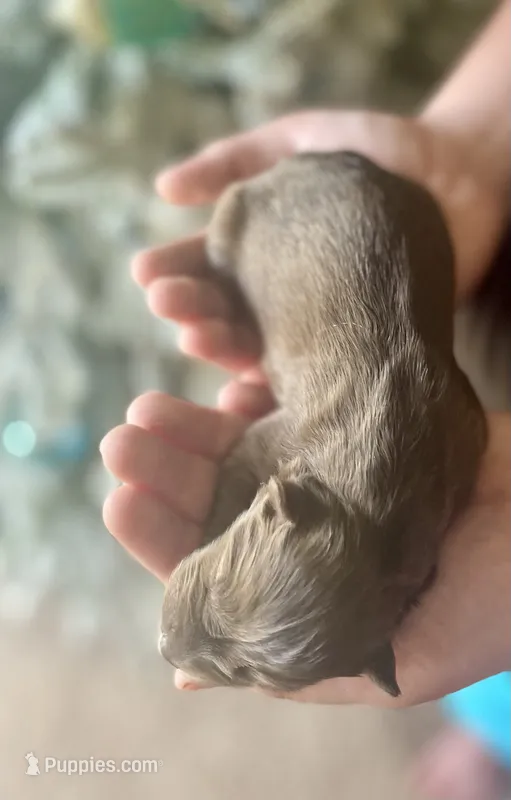 AKC Ignis – Siberian Husky puppy for sale in Logan, AL