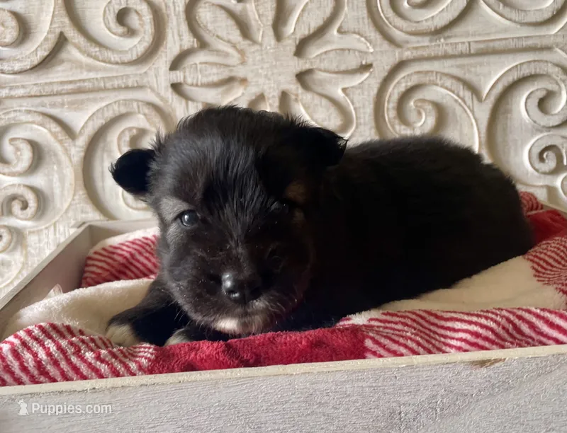 AKC Voda  – Siberian Husky puppy for sale in Logan, AL