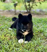 AKC Terra, a female Siberian Husky for sale in Logan, AL – 2 of 4