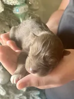 AKC Ignis, a male Siberian Husky for sale in Logan, AL – 2 of 4