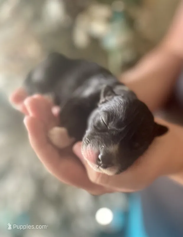 AKC Terra – Siberian Husky puppy for sale in Logan, AL