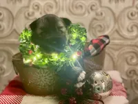 AKC Obsidian, a female Siberian Husky for sale in Logan, AL – Photo 4 of 6