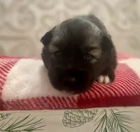 AKC Obsidian, a female Siberian Husky for sale in Logan, AL – Photo 5 of 6