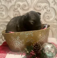 AKC Obsidian, a female Siberian Husky for sale in Logan, AL – Photo 6 of 6