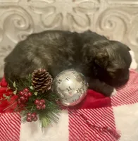 AKC Obsidian, a female Siberian Husky for sale in Logan, AL – Photo 3 of 6