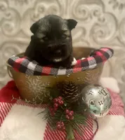 AKC Obsidian, a female Siberian Husky for sale in Logan, AL – Photo 1 of 6