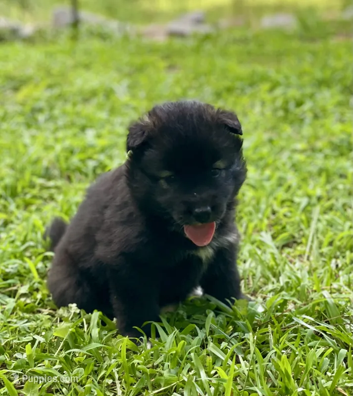 AKC Voda  – Siberian Husky puppy for sale in Logan, AL