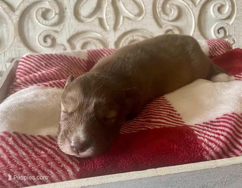 AKC Aeras – Siberian Husky puppy for sale in Logan, AL