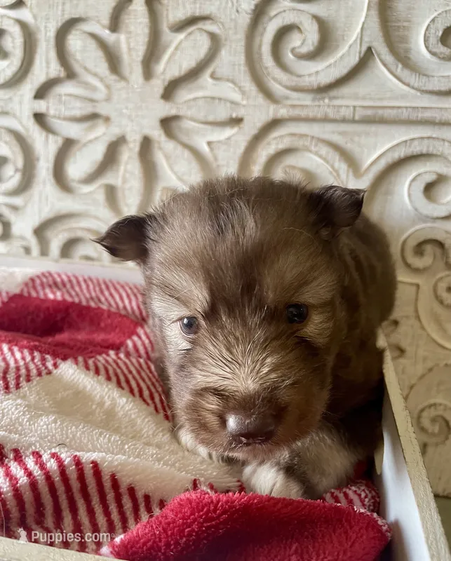 AKC Ignis – Siberian Husky puppy for sale in Logan, AL